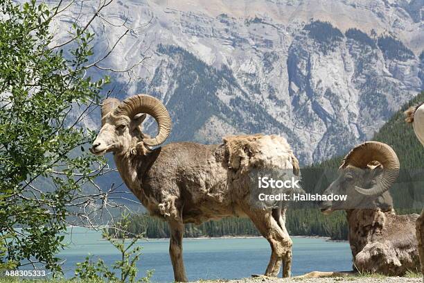 Wild Di Ram - Fotografie stock e altre immagini di Albero - Albero, Alberta, Animale