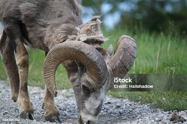 Wild Ram Stockfoto und mehr Bilder von Antilope - Antilope, Baum, Berg