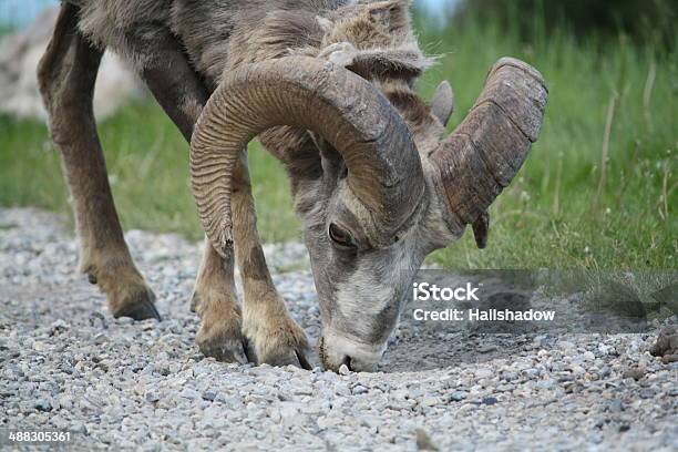 Ram Closeup - Fotografie stock e altre immagini di Albero - Albero, Alberta, Animale