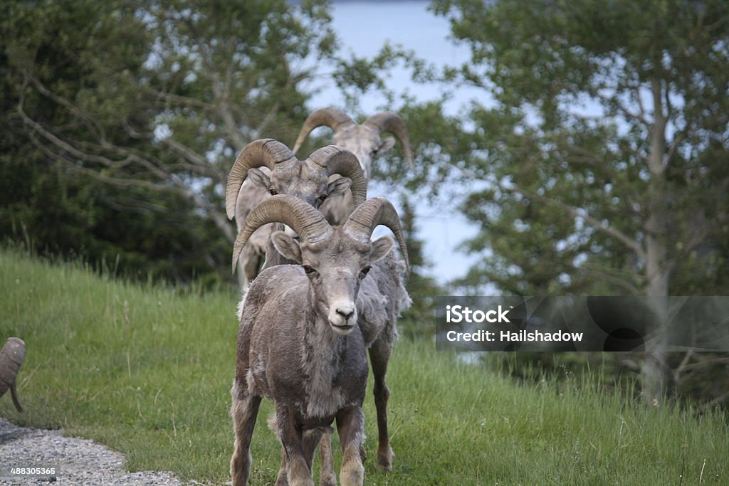 Manada de ovelha selvagem - Royalty-free Alberta Foto de stock