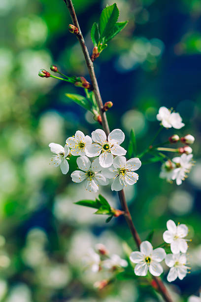istock Blossoming tree brunch with white apple or cherry flowers 488305479