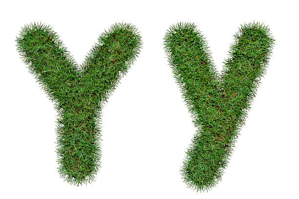 istock Grass Letter Y,y  isolated on white background 488305890