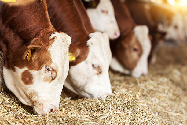 Cows Feeding Simmental Cows Feeding  beef cattle feeding stock pictures, royalty-free photos & images