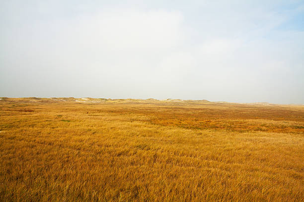 istock Grass and dunes of Wadden Sea 488306473