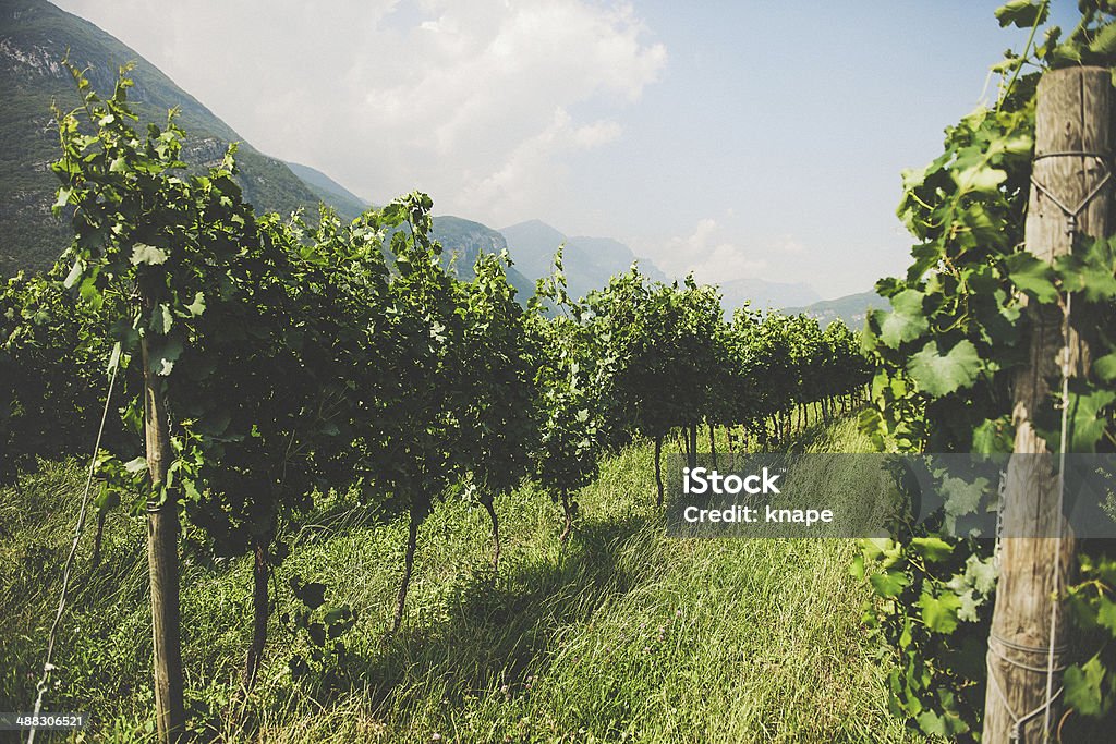 Grapevines in Germany Agriculture Stock Photo