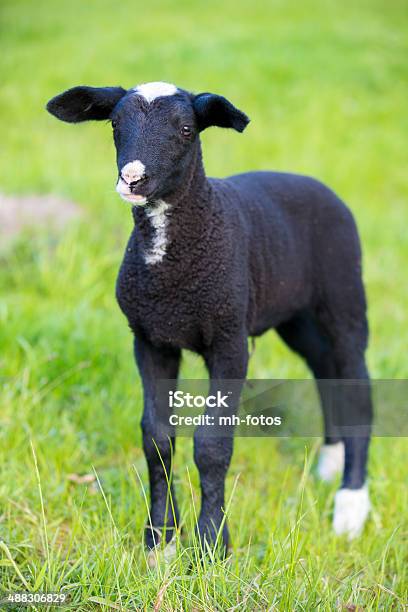 Foto de Cordeiro Na Primavera Nos Eua e mais fotos de stock de Agricultura - Agricultura, Alemanha, Animal