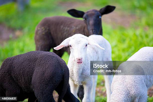 Lamb W Wiosennym - zdjęcia stockowe i więcej obrazów Biały - Biały, Czarny kolor, Owca