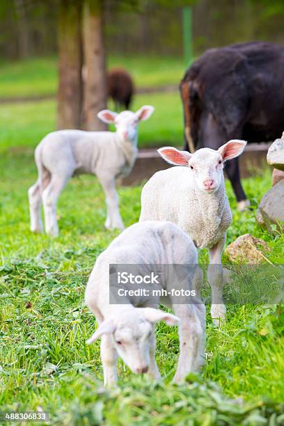 Lamb In Springtime Stock Photo - Download Image Now - Agricultural Field, Agriculture, Animal