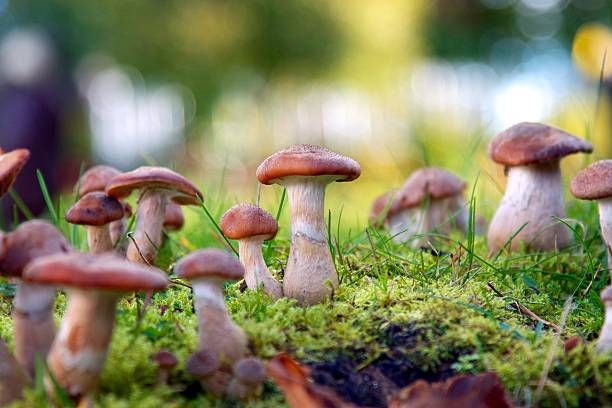 Wild Mushrooms Wild mushrooms growing in a field. Photographed with shallow depth of field and bokeh effect. soil fungus stock pictures, royalty-free photos & images