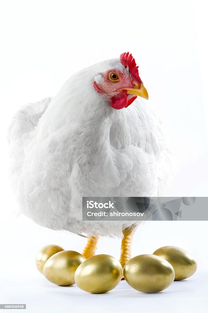 Broody hen Image of hen surrounded by golden eggs Chicken - Bird Stock Photo