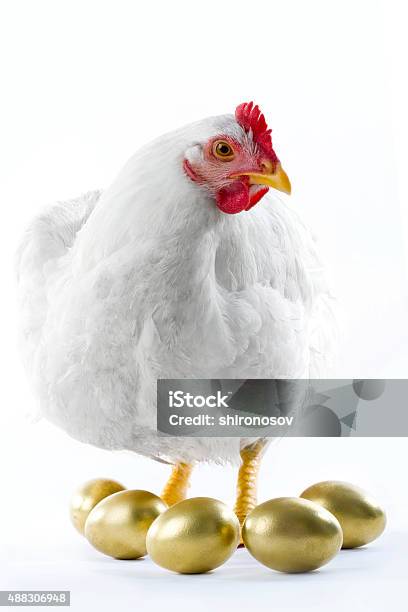 Broody Hen Stock Photo - Download Image Now - Chicken - Bird, Gold Colored, Animal Egg