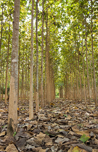 istock Teak trees in tropical  forest, Thailand 488307252
