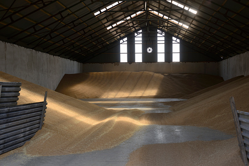 Grain depot during harvest, filled with grain. The depot works 24hrs a day during harvest time and often temporarily runs out of space,hence the piles of wheat that are waiting to be sorted and dried. Horizontal format.