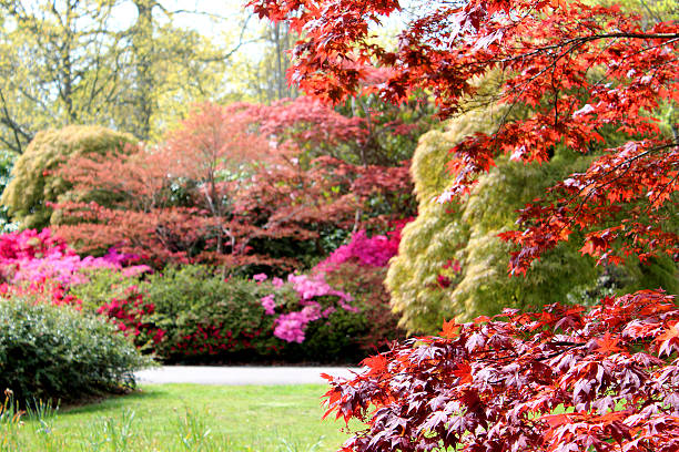 imagen de un bosque jardín con cornejo azaleas y japonés maples - leaf rhododendron summer spring fotografías e imágenes de stock