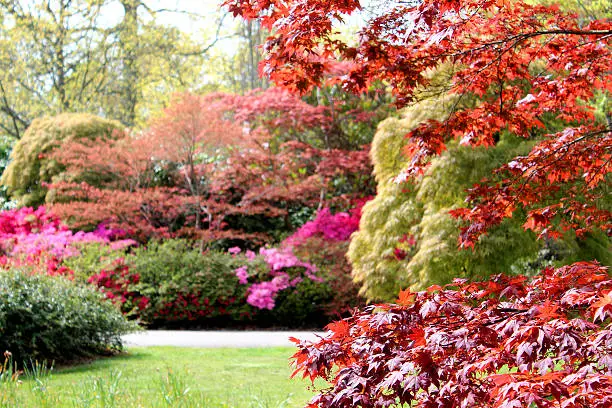 Photo showing a beautiful springtime woodland garden with mature oak and beech trees, underplanted with a selection of evergreen azalea shrubs (rhododendron - in flower) and purple leaved Japanese maples (acer palmatum 'atropurpureum') growing in the dappled shade provided by the canopy above.