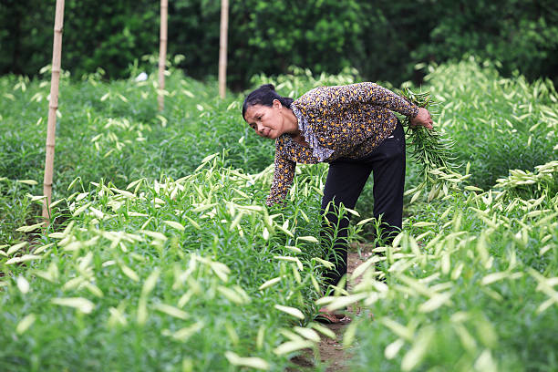 The  farmers are harvesting lilies Namdinh, Vietnam - April 12, 2014: The farmers are harvesting lilies on their flower field in Nam Dinh, Vietnam formal garden flower bed gardening vegetable garden stock pictures, royalty-free photos & images
