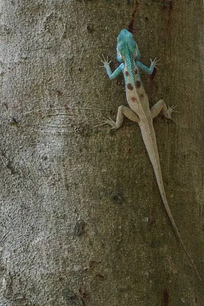 Photo of blue crested lizard