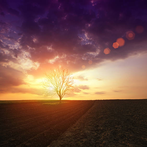 istock Golden Sunset with Barley and Lonely Tree 488309150