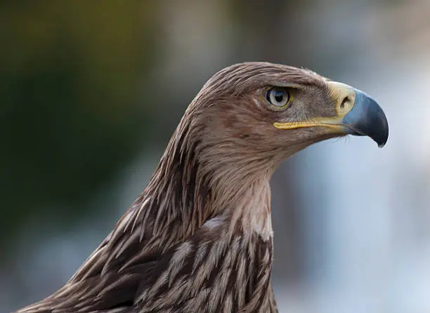 Golden Eagle ( Erne) or Aquilla chrysaetos profile is situated against the blur background. The bird has powerful beak and menacing look.