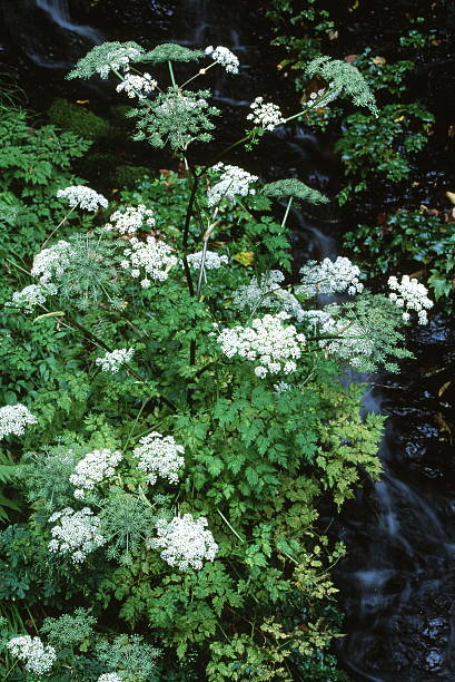 angelica pubescens - sakyo stock-fotos und bilder