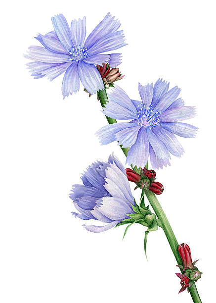 Watercolor image of flowers of chicory Hand drawn watercolor image of flowers of chicory. The author is Ekaterina Mikheeva, date of creation - September, 2015. Location – Russia white background chicory isolated white stock illustrations