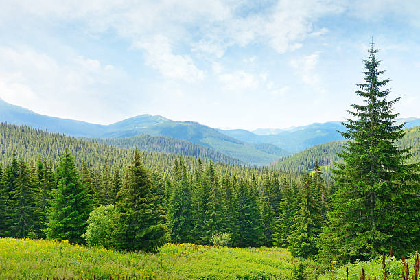 istock Beautiful pine trees on background high mountains. 488312386