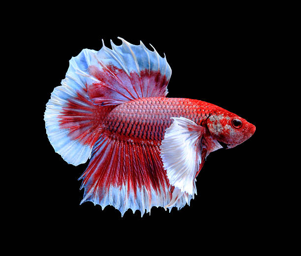 istock Red and blue siamese fighting fish, betta fish isolated 488312798