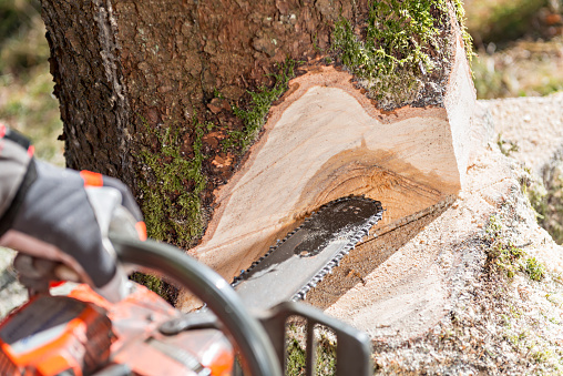 Lumberjack logger worker in protective gear cutting firewood timber tree in forest with chainsaw