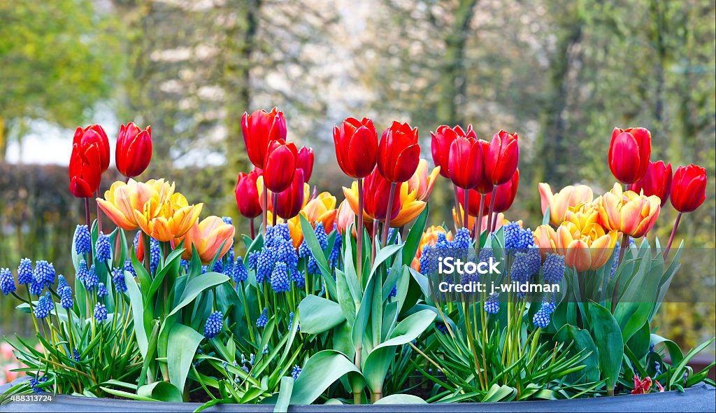 Red-yellow tulips in big flowerpots Beautiful red and yellow tulips and blue Muscari flowers in big flowerpots in spring park. Flower Pot Stock Photo