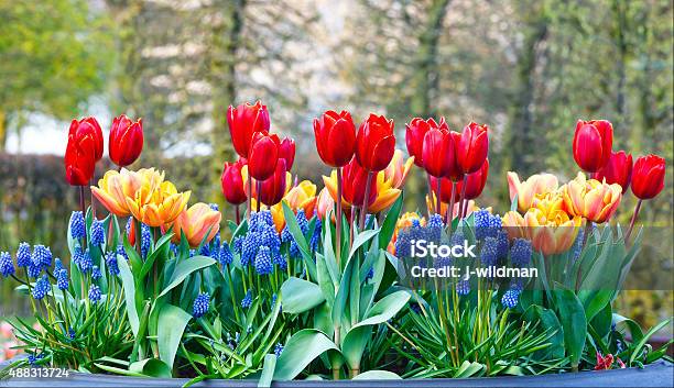 Redyellow Tulips In Big Flowerpots Stock Photo - Download Image Now - Flower Pot, Tulip, Grape Hyacinth