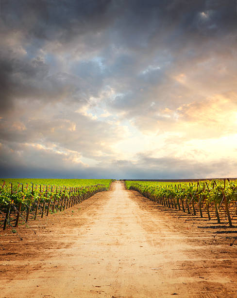 Rough road at vineyard in sunset light, California USA