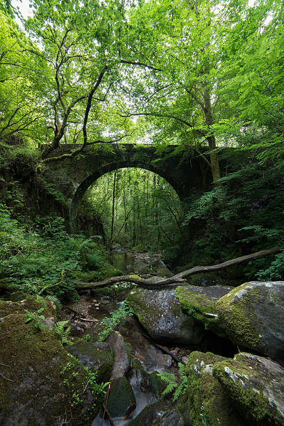 istock Old stone bridge hidden in the forest. 488315166