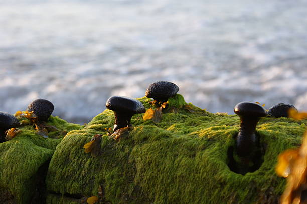Metal rivets and seaweed taken at the beach at dusk
