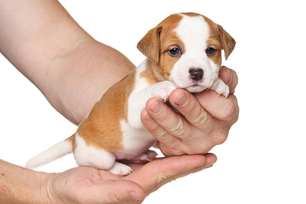 istock Jack Russell terrier puppy 488318456