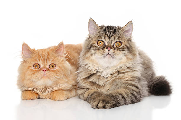 istock Pair of Persian cats 488319058