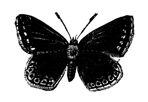 Antique illustration of the female of Common Blue (Polyommatus icarus), a small butterfly of the family Lycaenidae