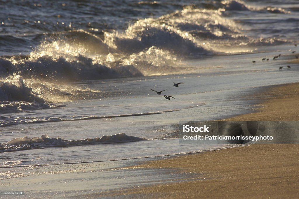 birds in flight on Nantucket beach Birds in flight with waves crashing on Nantucket Beach Nantucket Stock Photo