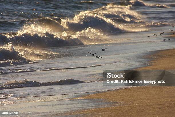 Birds In Flight On Nantucket Beach Stock Photo - Download Image Now - Nantucket, Beach, Bird