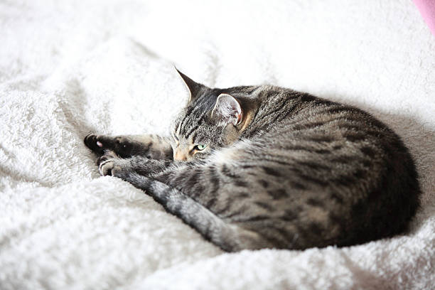 istock The gray cat relaxes and dreams on a bed 488323591