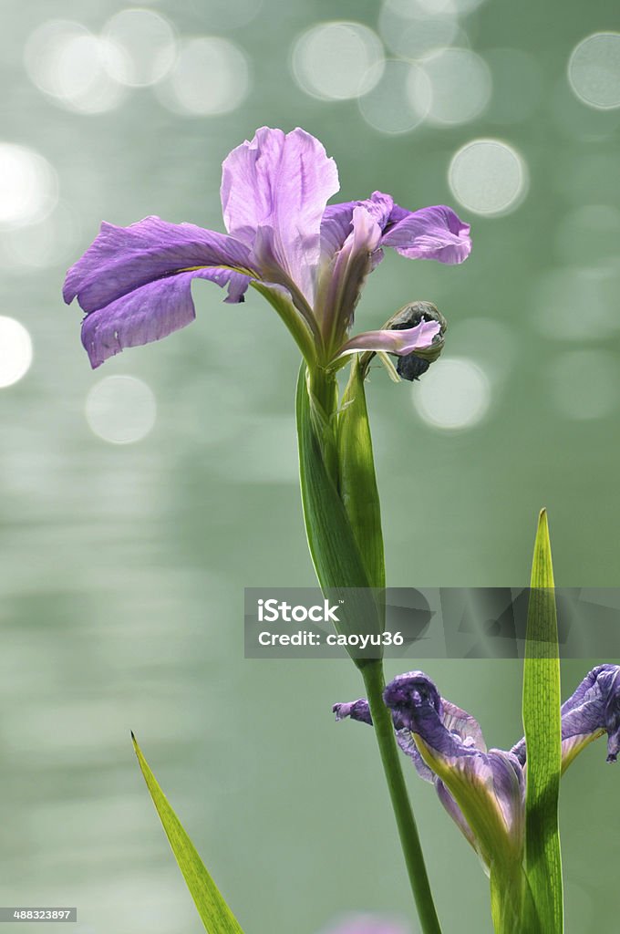 beauty in nature - Lizenzfrei Baumblüte Stock-Foto