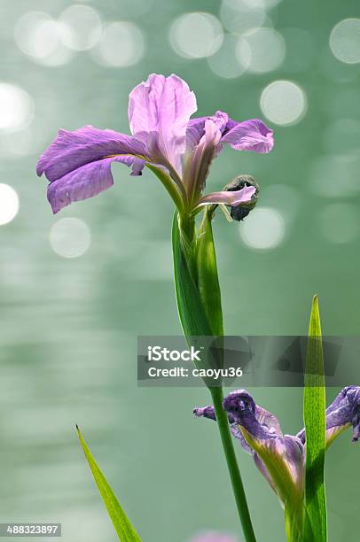 Beauty In Nature Stockfoto und mehr Bilder von Baumblüte - Baumblüte, Blume, Blüte