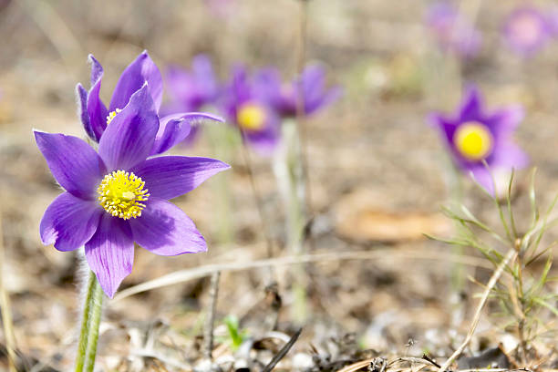 Pasque flower Pasque flower is also called urgulka. It grows wild and its flowering is one of the first signs of spring. Russia, Siberia anemone ludoviciana stock pictures, royalty-free photos & images