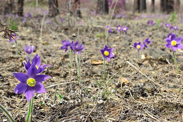 Pasque flower Pasque flower is also called urgulka. It grows wild and its flowering is one of the first signs of spring. Russia, Siberia anemone ludoviciana stock pictures, royalty-free photos & images