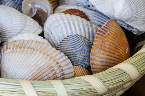 Sea shells have been gathered from a beach in Charleston, South Carolina, USA and placed in a locally made sweatgrass basket.  Sweatgrass basket weaving is a cultural tradition in Charleston.  Charleston is on the Atlantic Ocean.  Its rich history and culture make it a very popular Southern USA tourist destination.