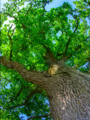 oak-leaf.jpg?b=1&s=170x170&k=20&c=GpLv__Q9cJaXrU6ae5M7einHJKAhRHN9ypEtbnC9lEs=