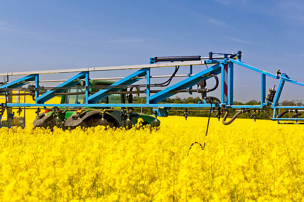 istock Tractor spraying in a field of rape 488324359