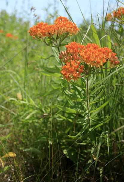 istock Butterfly Milkweed (Asclepias tuberosa) in Bloom 488324597
