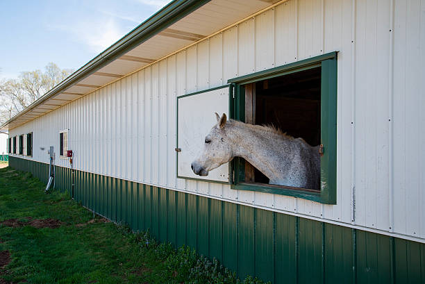 istock White horse in a barn 488324957