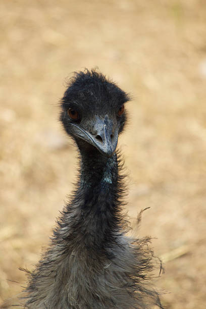 istock Headshot of an emu looking almost straight ahead (at camera) 488325497