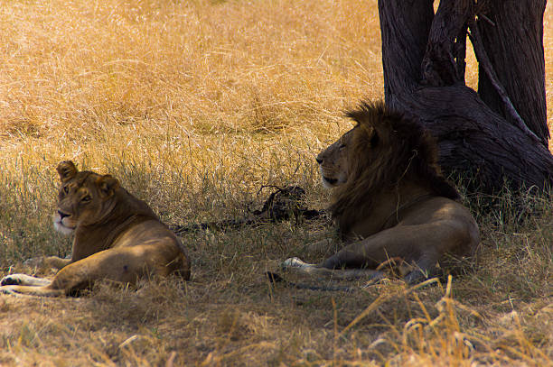 lion et Lionne - Photo